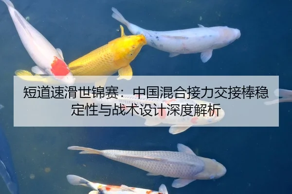 短道速滑世锦赛：中国混合接力交接棒稳定性与战术设计深度解析