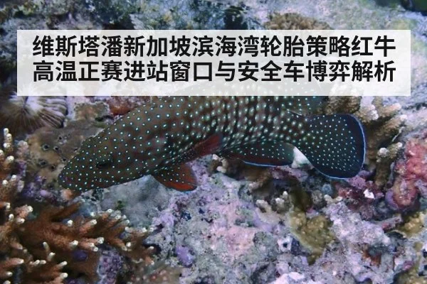 维斯塔潘新加坡滨海湾轮胎策略红牛高温正赛进站窗口与安全车博弈解析